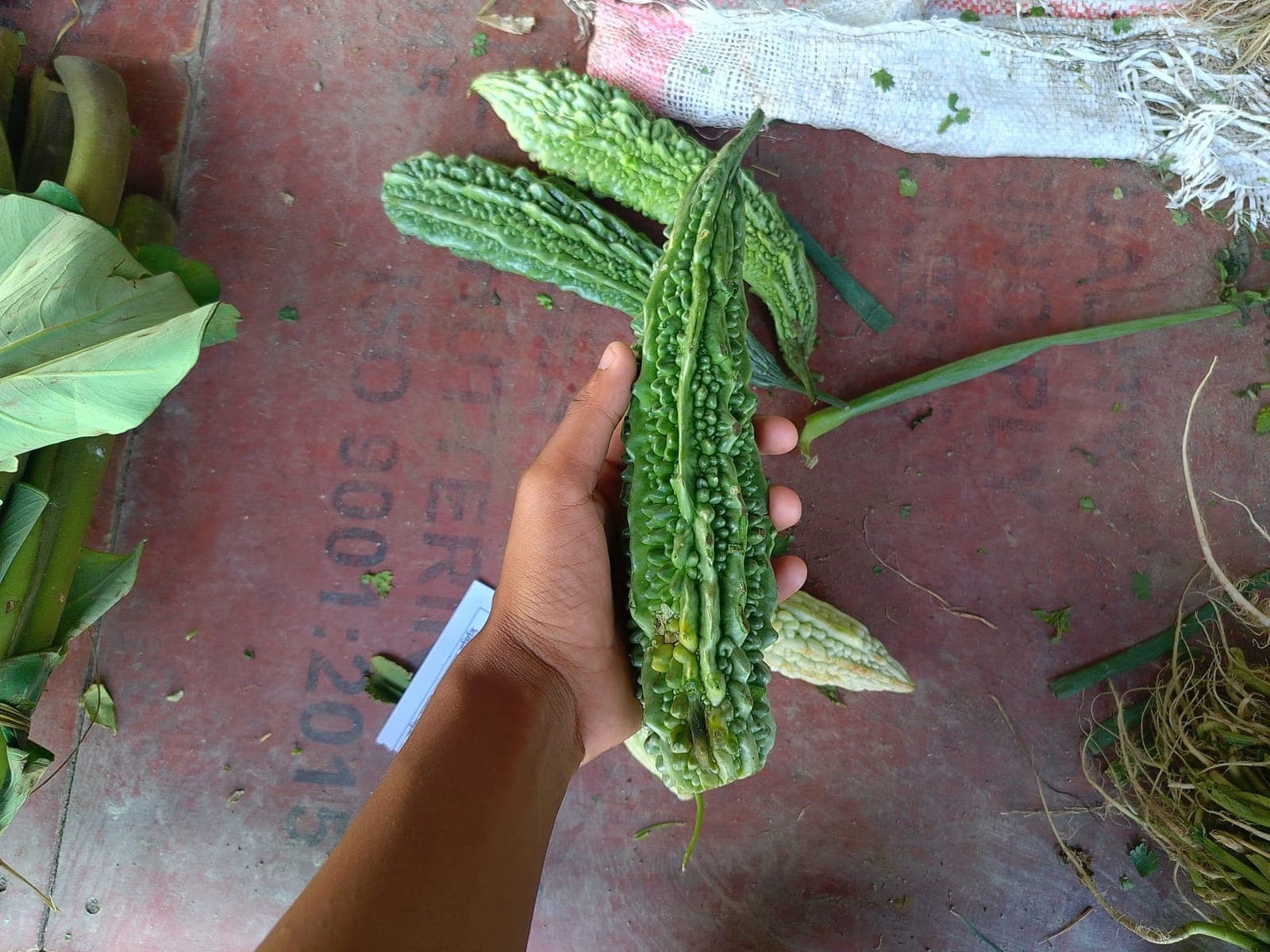 A hand holding freshly picked green bitter gourds