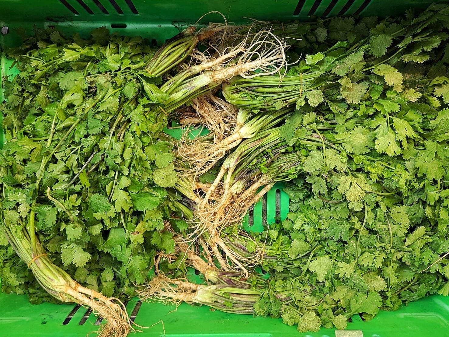 Bunches of fresh coriander with roots in a market crate