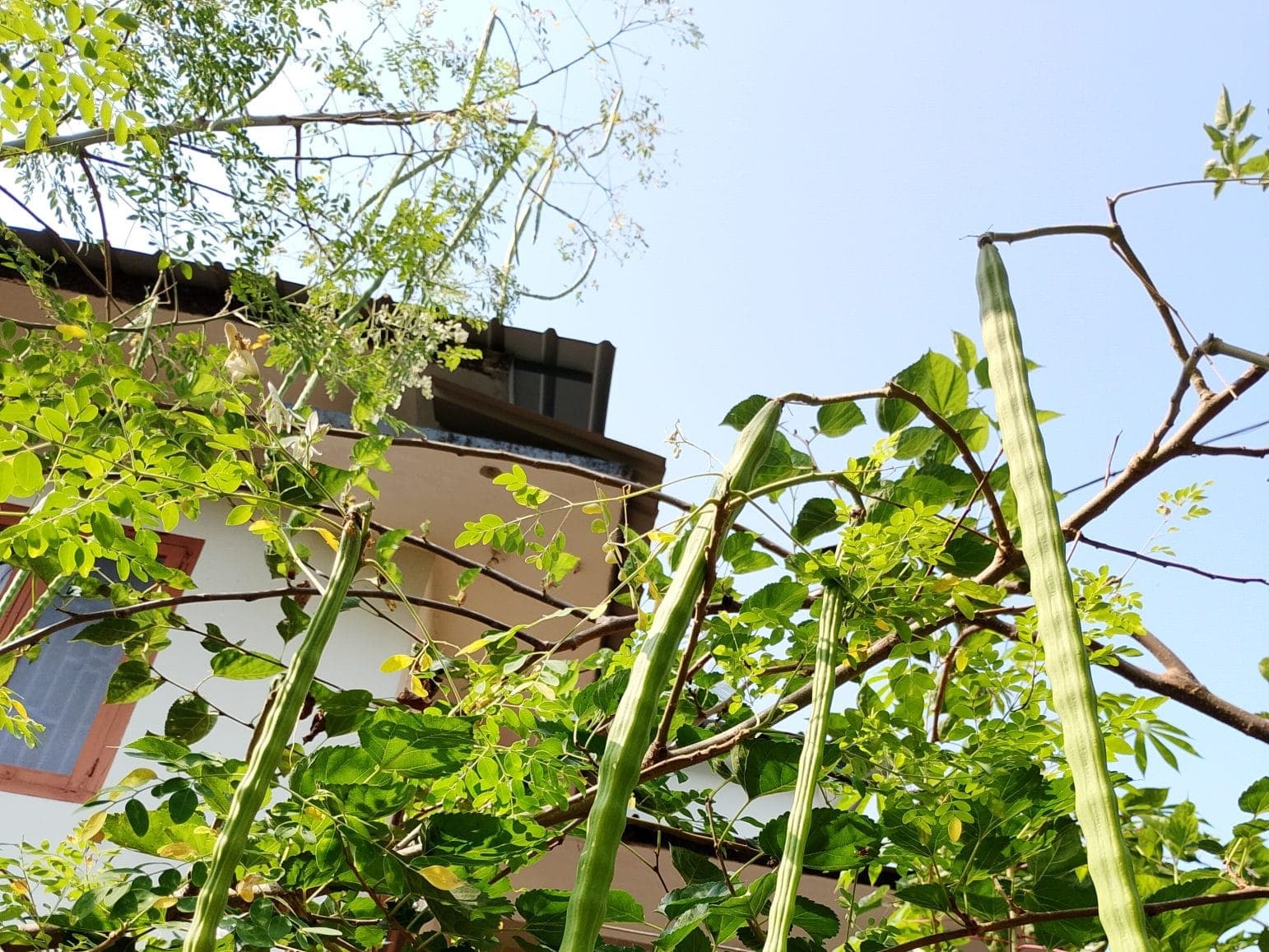 Long green drumstick pods hanging from a moringa tree