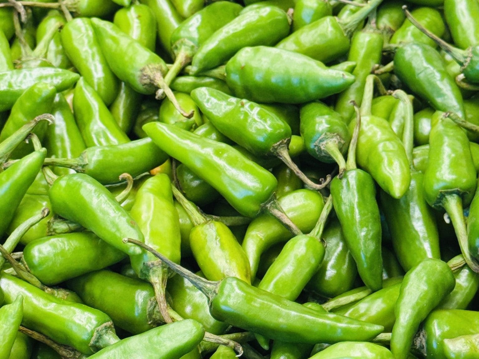 A dense pile of fresh light-green long capsicum