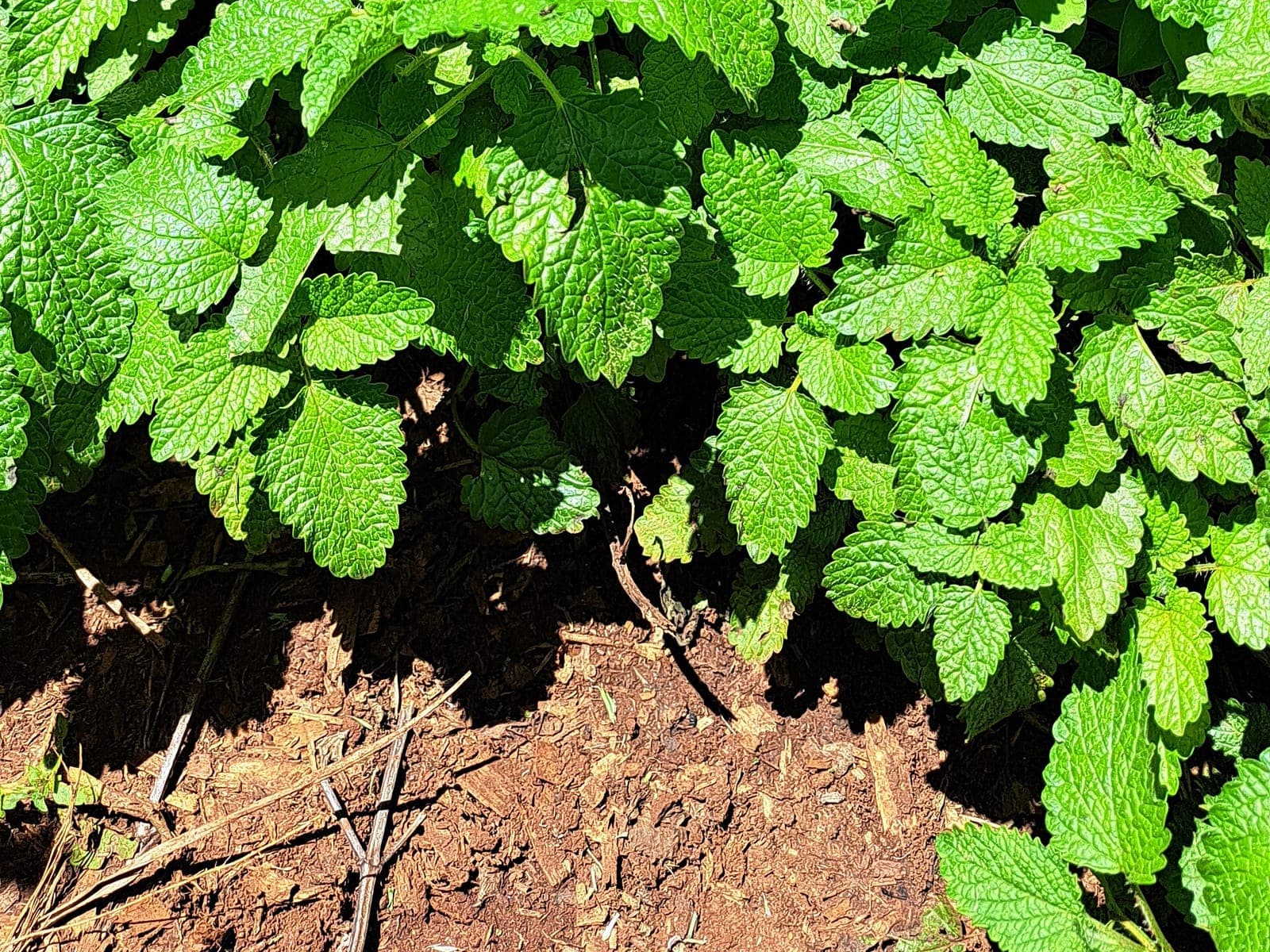 Fresh mint plants growing in a field
