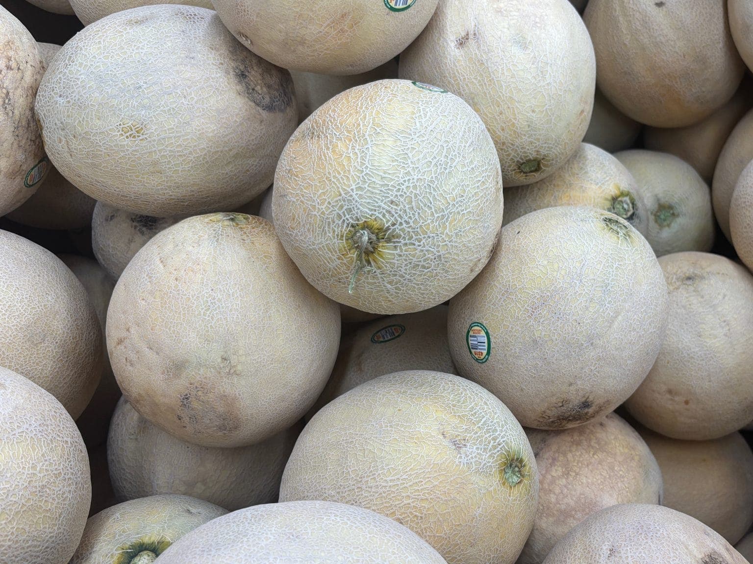 Rock melons (cantaloupe) packed in a box for sale