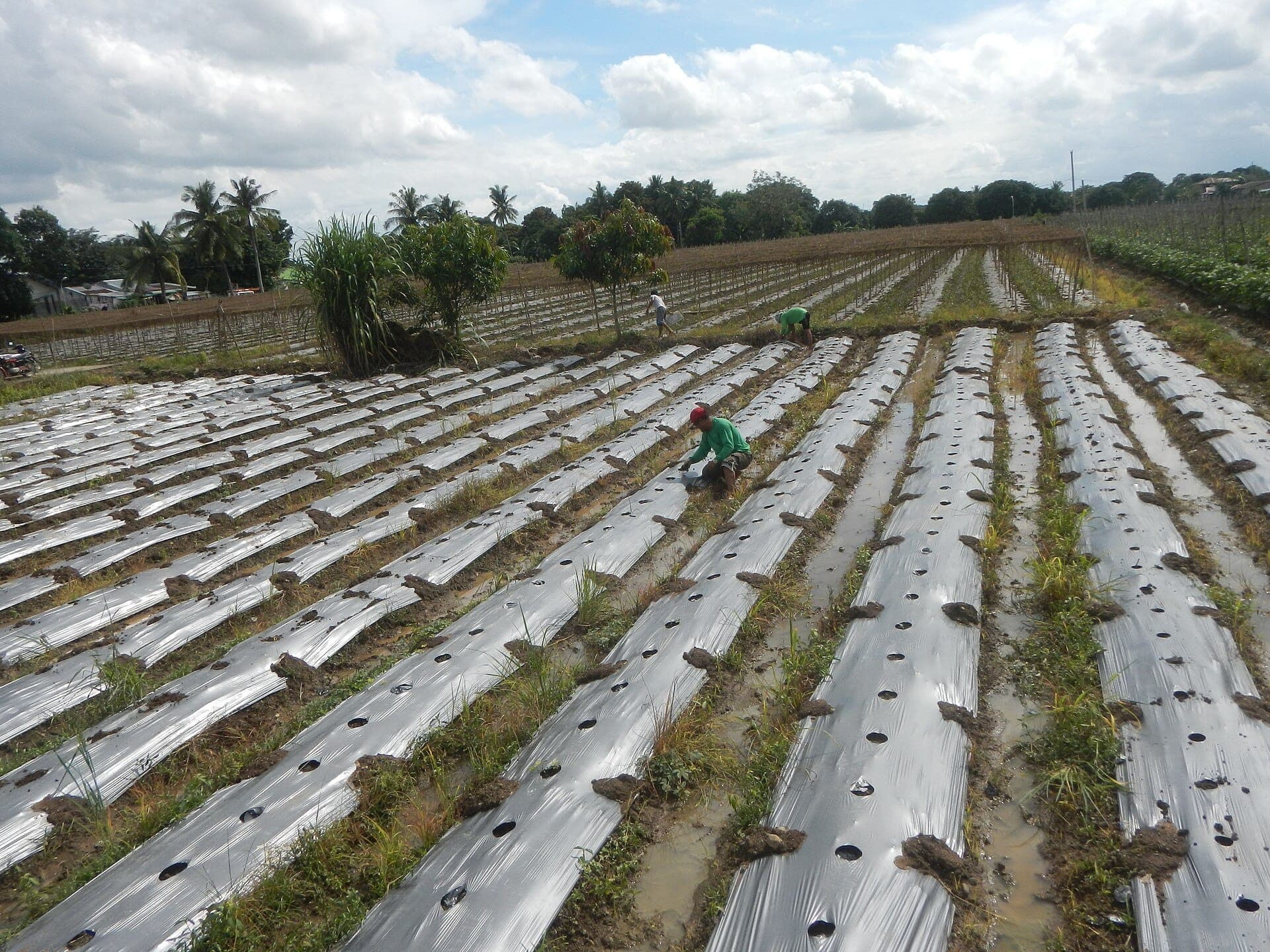Rows of vegetable crops under cultivation in an open field